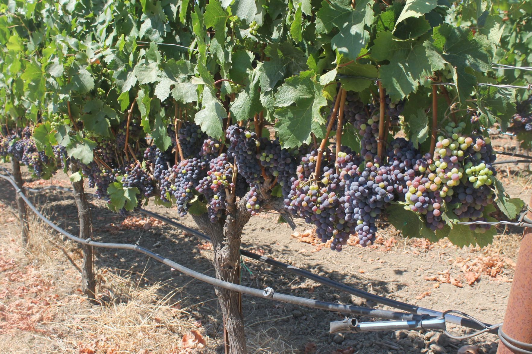 Winegrapes